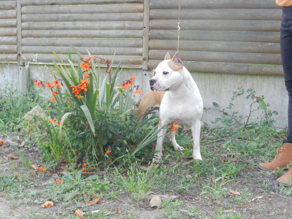 CH. Miami dream sweet De Rockstar Dog
